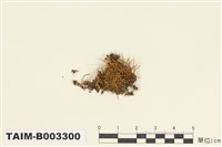 藏品(叢苔科)的圖片